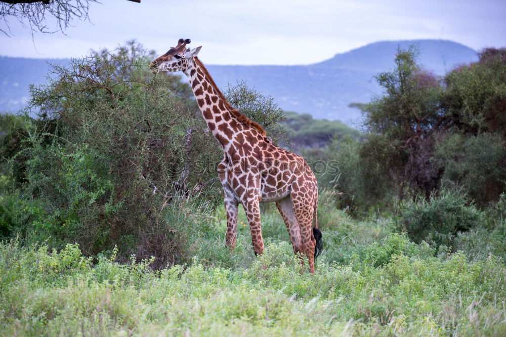 Similar – giraffe family Namibia