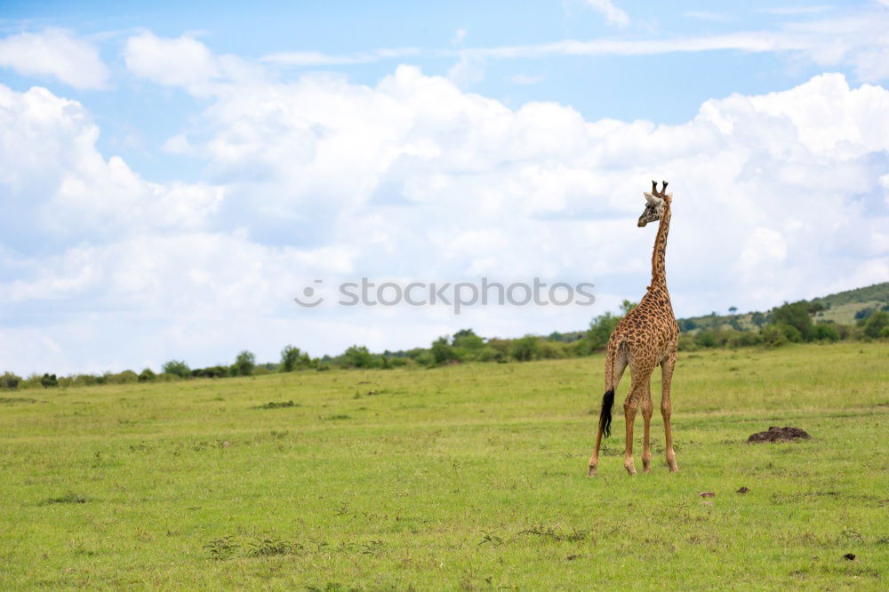 Similar – Image, Stock Photo sea apple Horse Tails Firm