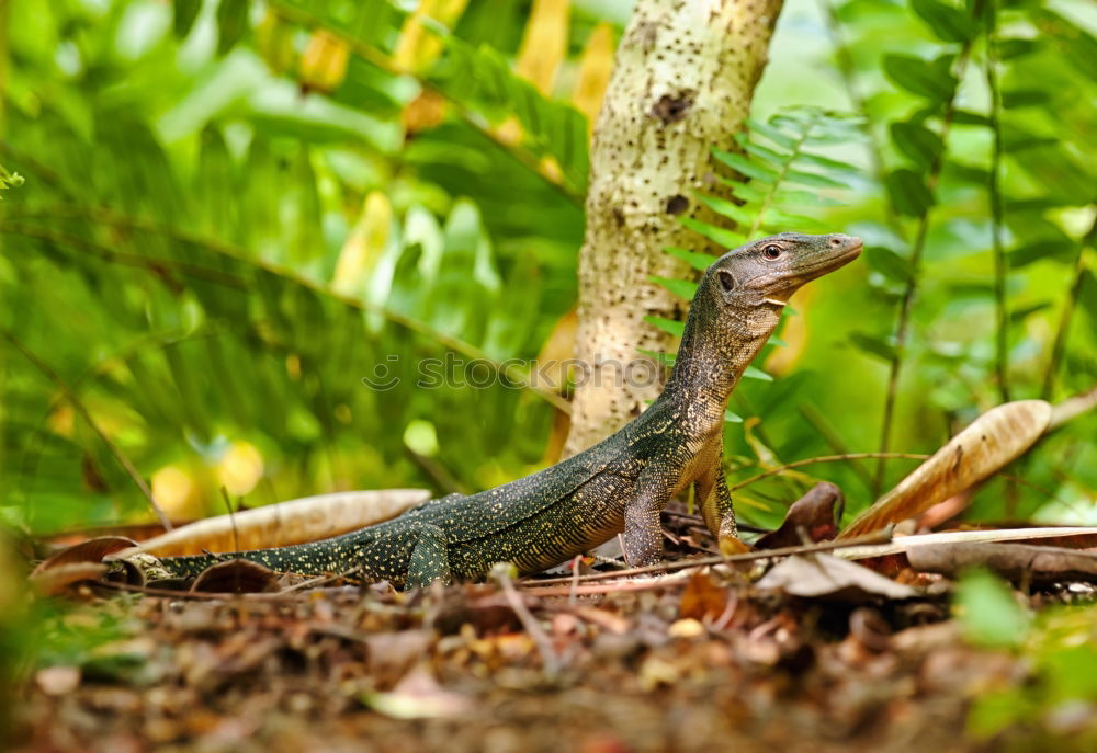 Similar – Anole Lizard Profile with Dewlap Extended Glowing in Sunlight