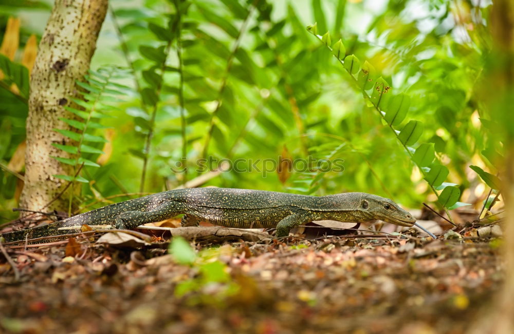 Similar – Image, Stock Photo Lizard of all colors on a trunk in a garden