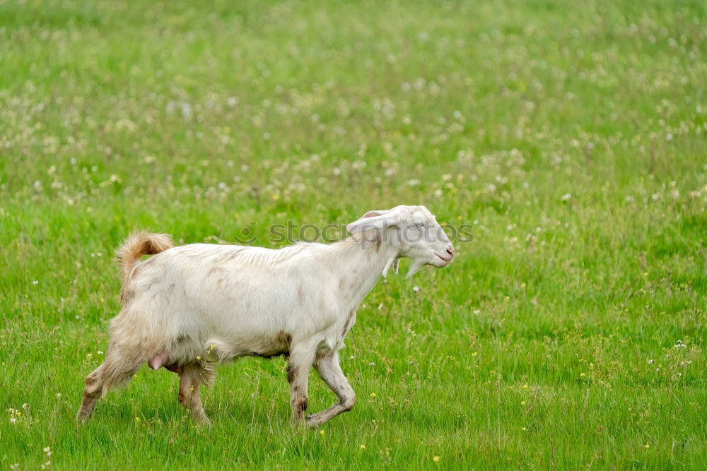 Similar – Lamb in the pasture Style