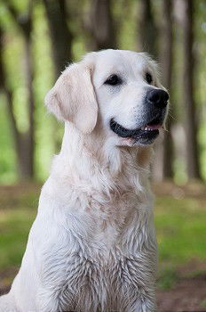 Similar – Yellow Labrador retriever before cherry blossoms