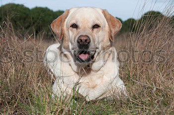 Similar – Golden retriever smiling at camera