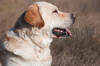 Similar – Golden retriever smiling at camera