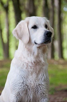 Image, Stock Photo Yellow Labrador Retriever is in front of cherry blossoms