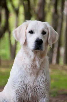 Similar – Image, Stock Photo Yellow Labrador Retriever is in front of cherry blossoms