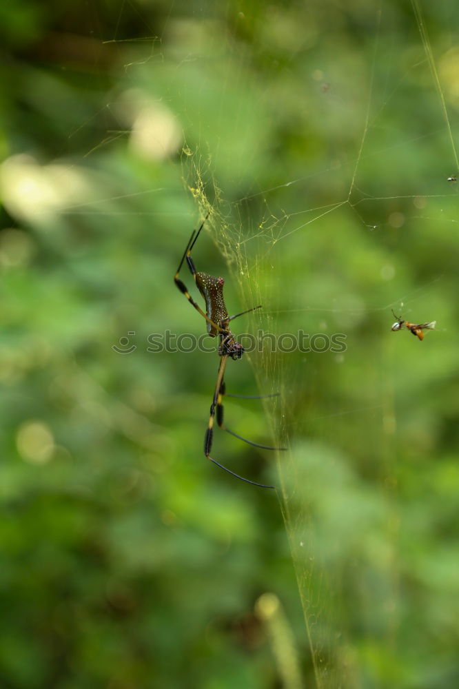 Similar – Image, Stock Photo Just let the eggs dangle