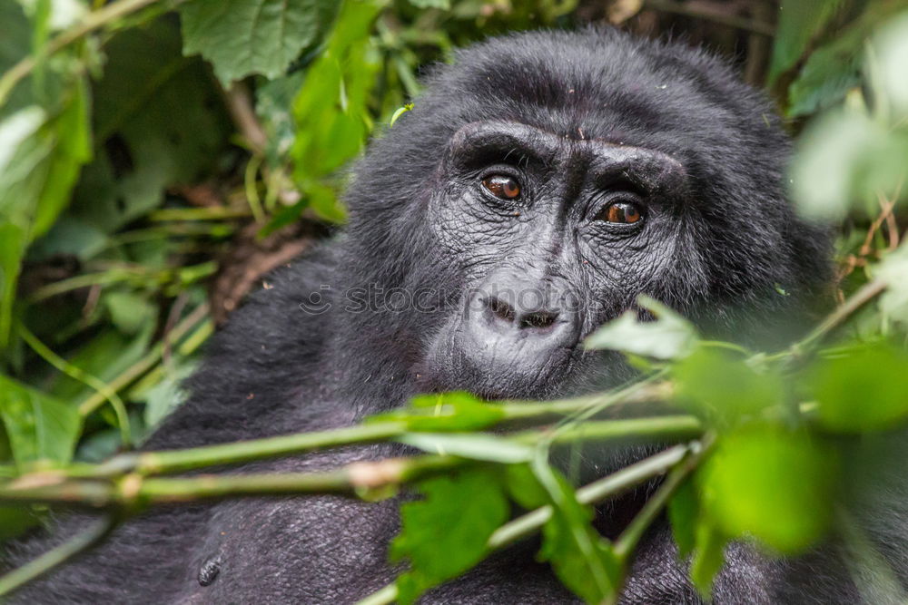 Similar – A gorilla eats leaves in the Impenetrable Forest