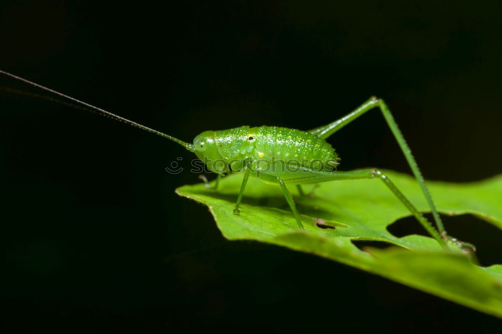 Similar – Image, Stock Photo Green hay 01 (Tettigonia viridissima)