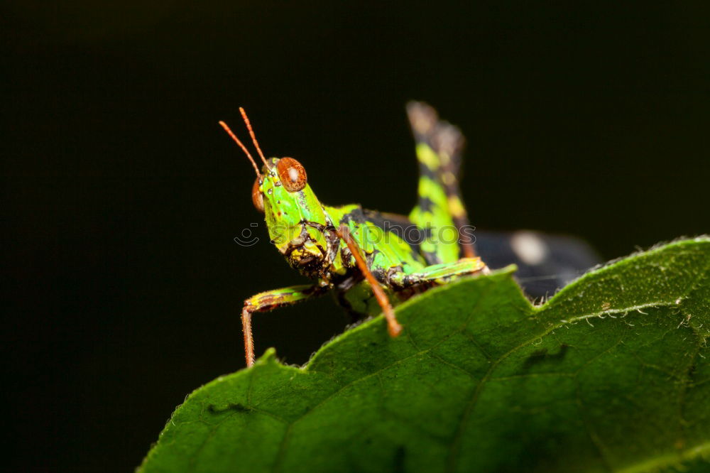 Similar – Image, Stock Photo Bug on the lurk Plant