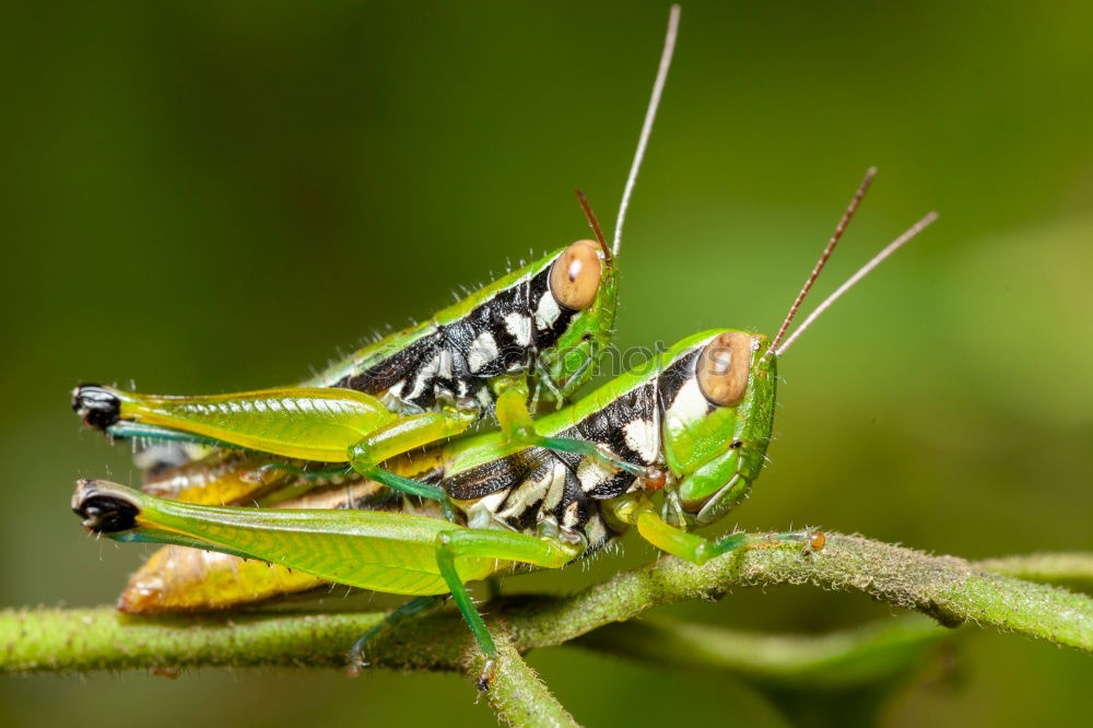 Similar – Image, Stock Photo close up of two Nature Paw