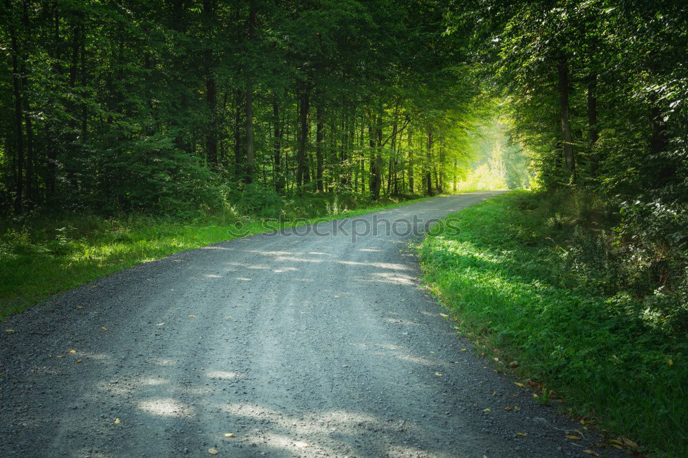 Similar – road holding Avenue