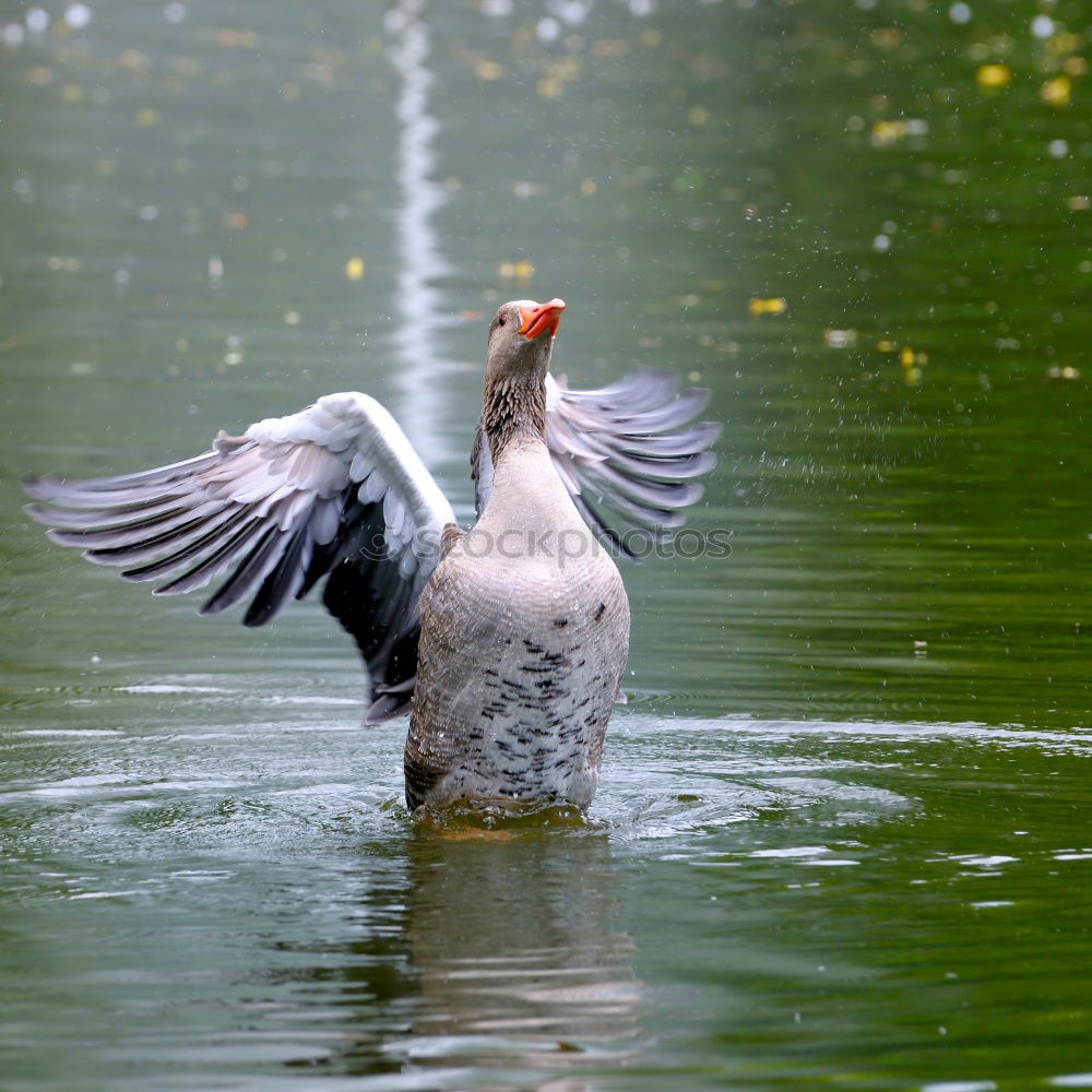 Similar – Image, Stock Photo conductor Nature Animal