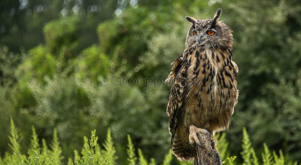 Similar – Long-eared owl Doze Sleep