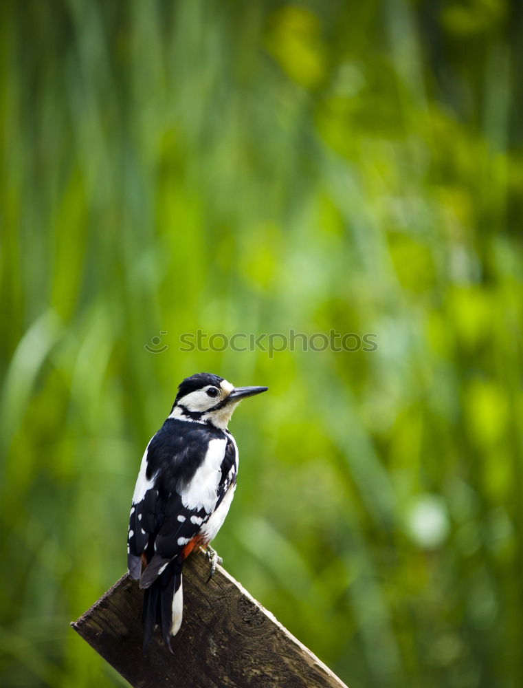 Similar – Image, Stock Photo Great Spotted Woodpecker