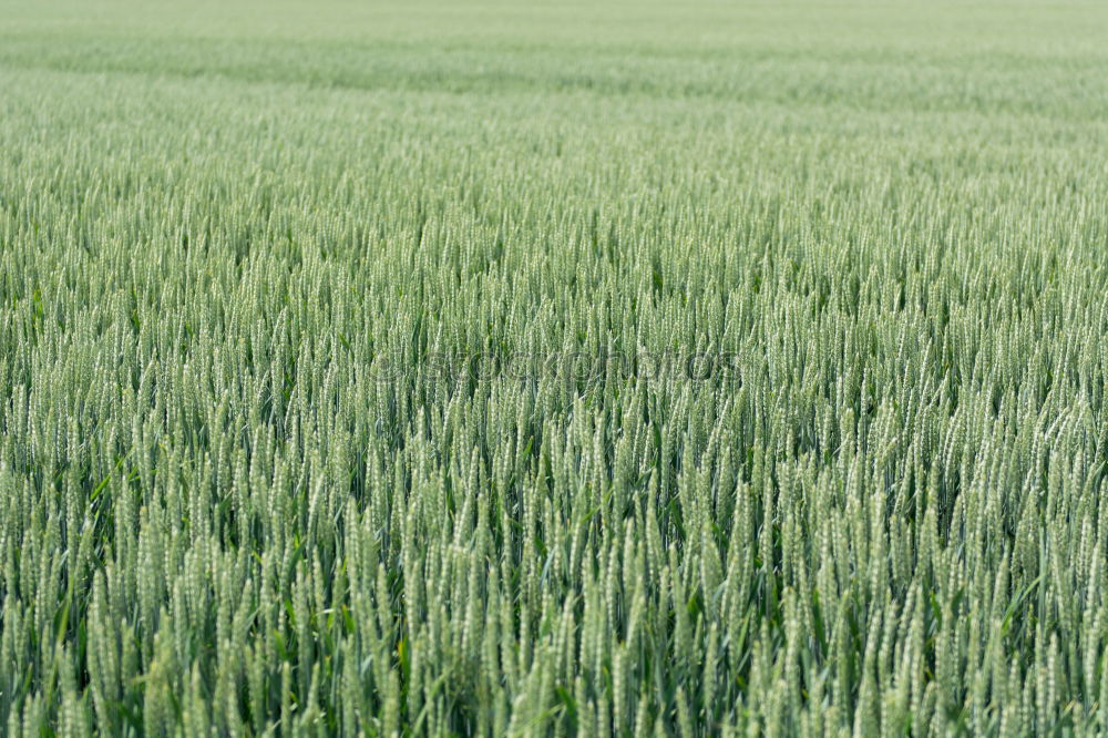 [im Grün] Feld Kornfeld