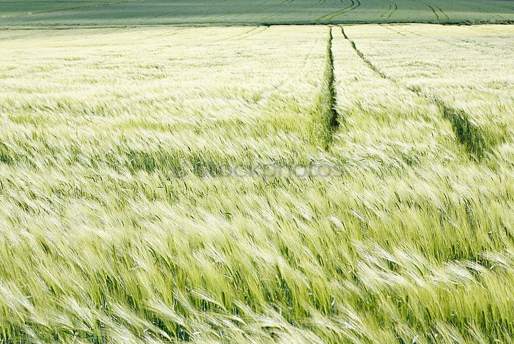 Foto Bild Ein Bett im Kornfeld?