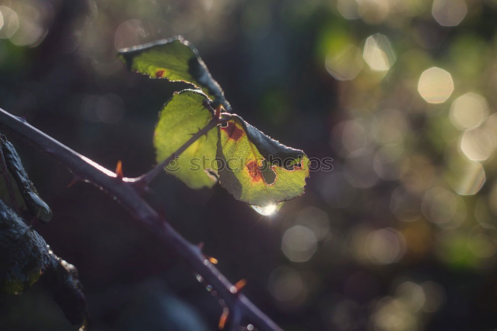 Similar – Image, Stock Photo Good vintage? Autumn