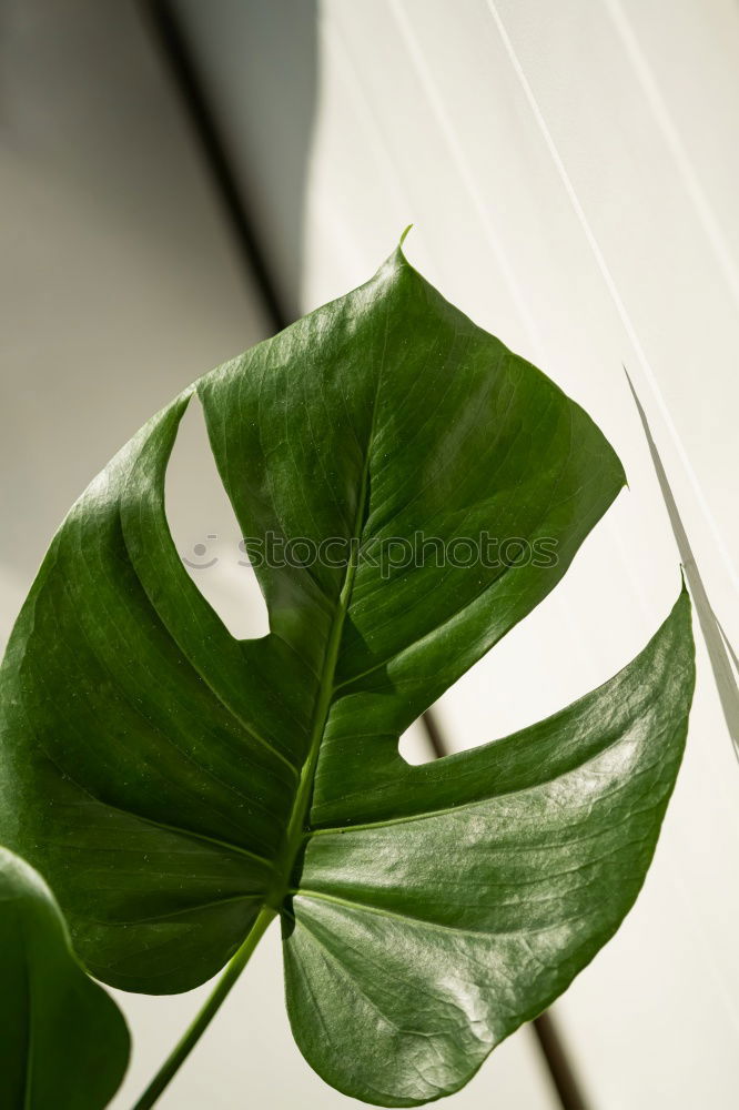 Similar – Image, Stock Photo so green Ivy Plant Stalk