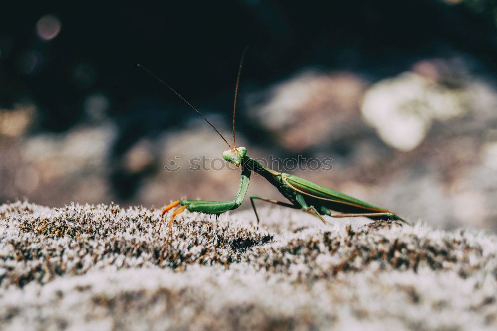 Similar – Image, Stock Photo To eat with pleasure Green