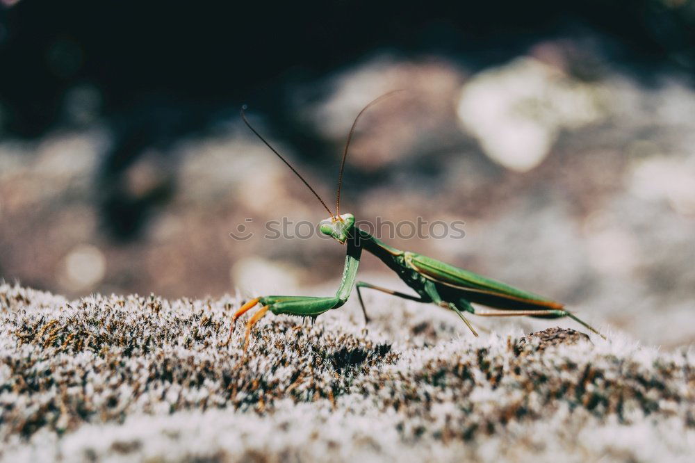 Busy tree ants