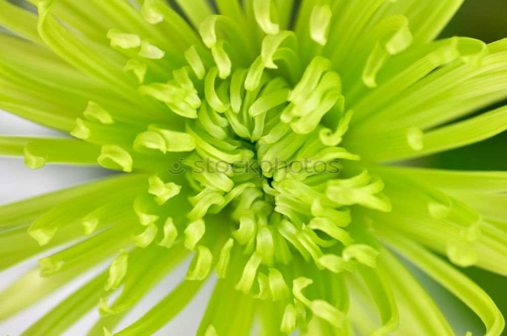 Image, Stock Photo flower room Plant Flower