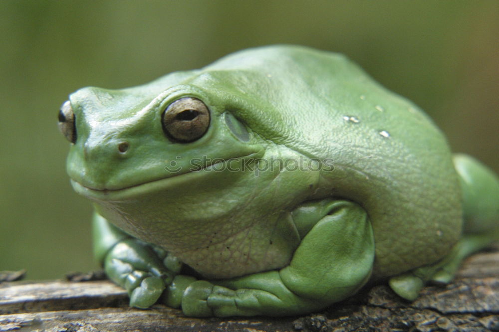 Similar – gorgeous european tree frog