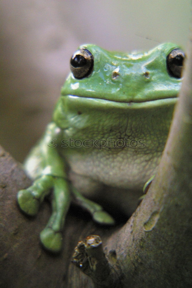 Similar – Big eyes Lakeside Animal