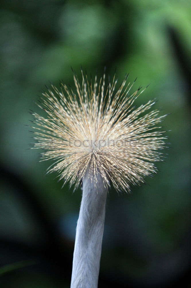 Similar – Mimosaceae am Auyan-Tepui (Venezuela)