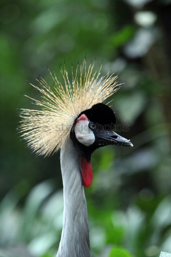 Similar – Image, Stock Photo King of the birds Bird Zoo