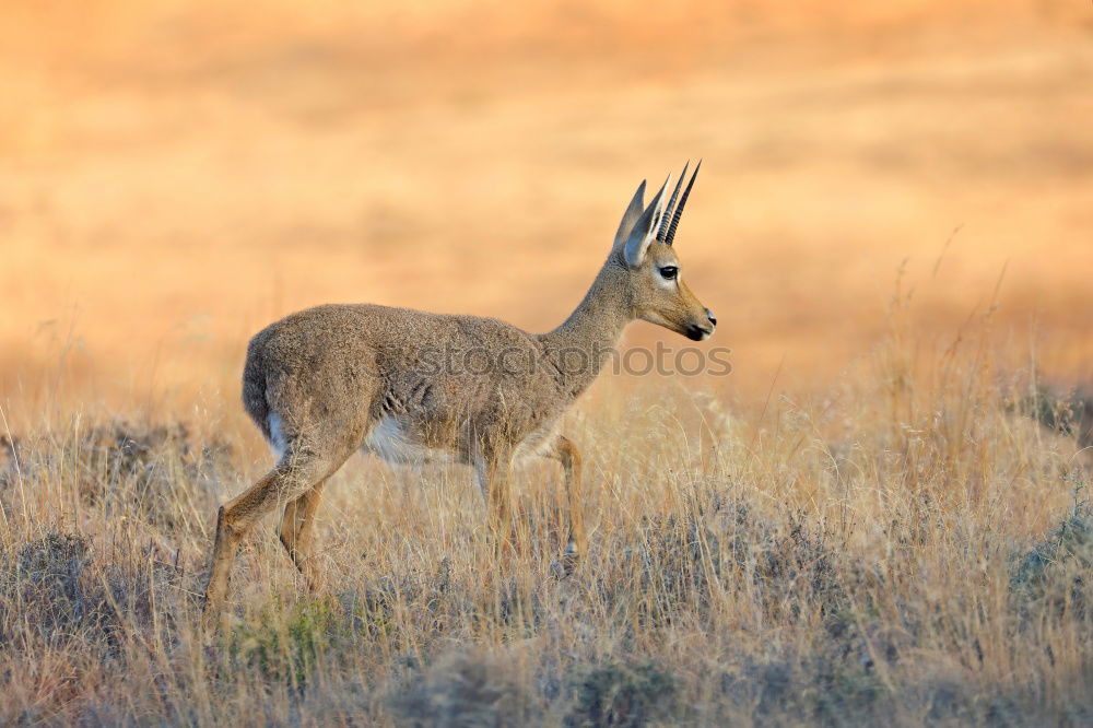 Similar – Thomson gazelles grazing