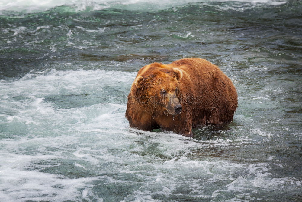 Similar – Brown bear on salmon catch