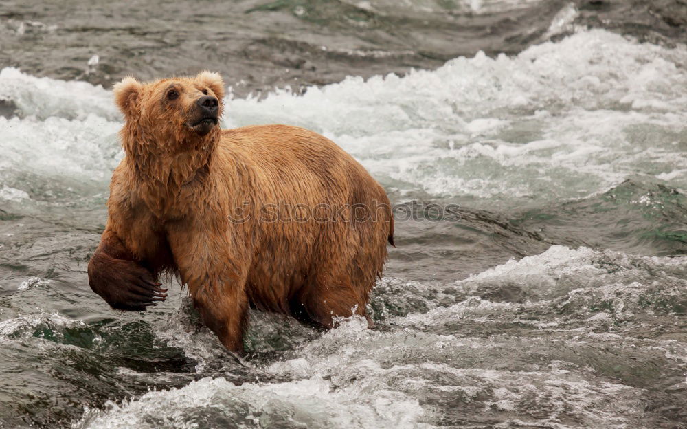 Similar – Brown bear on salmon catch