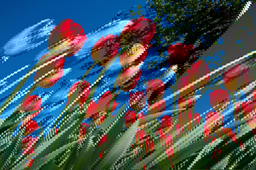 Similar – Foto Bild Tulpenpower 2010 Lifestyle