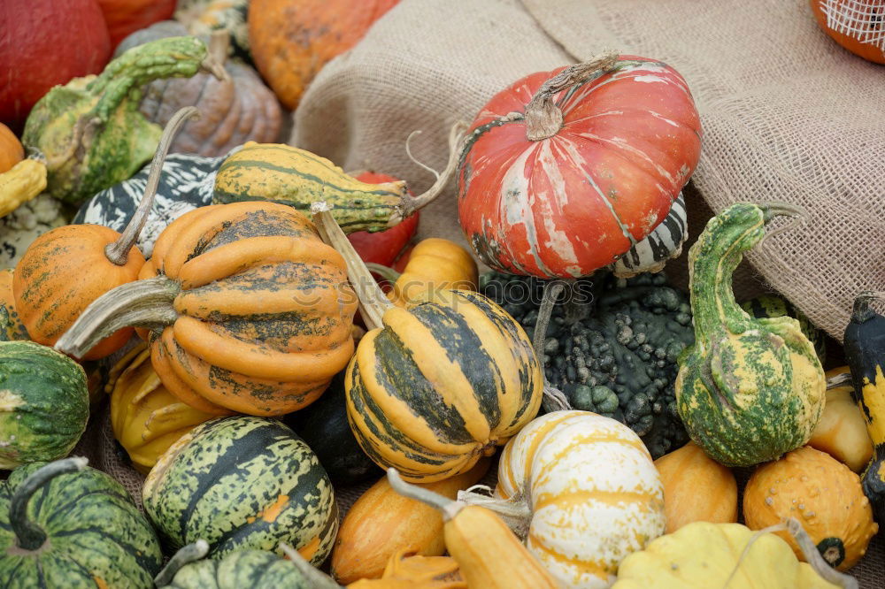 Similar – Pumpkins on the market