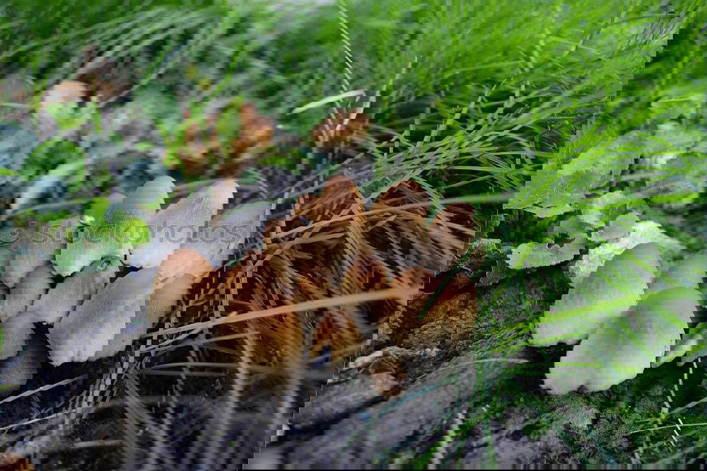 Similar – Image, Stock Photo and dead fruit.
