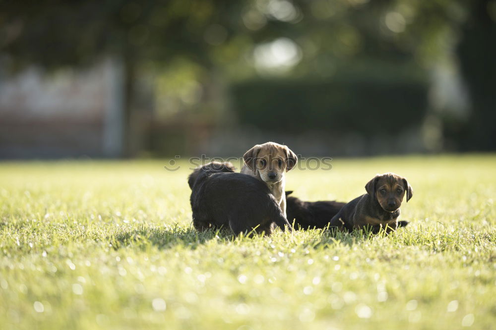 Similar – Dogs running near waving sea