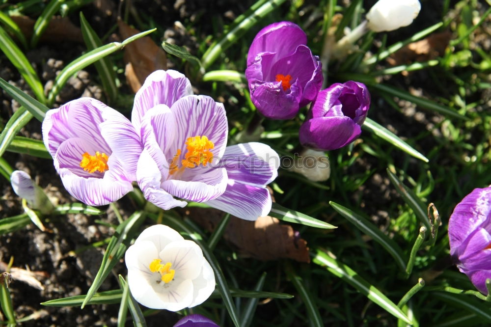 Similar – Krokus Krokusse Blume