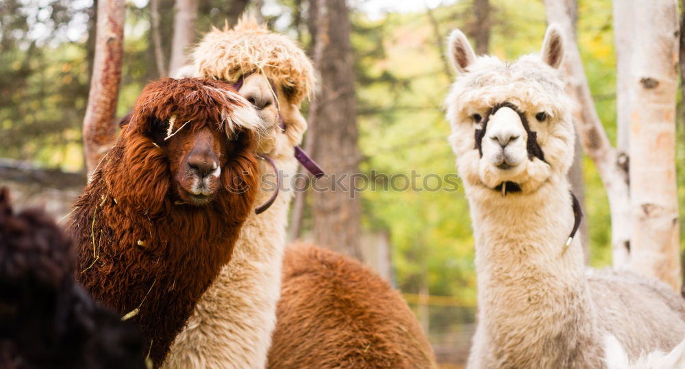 Similar – Image, Stock Photo aerie Animal 1 Herd