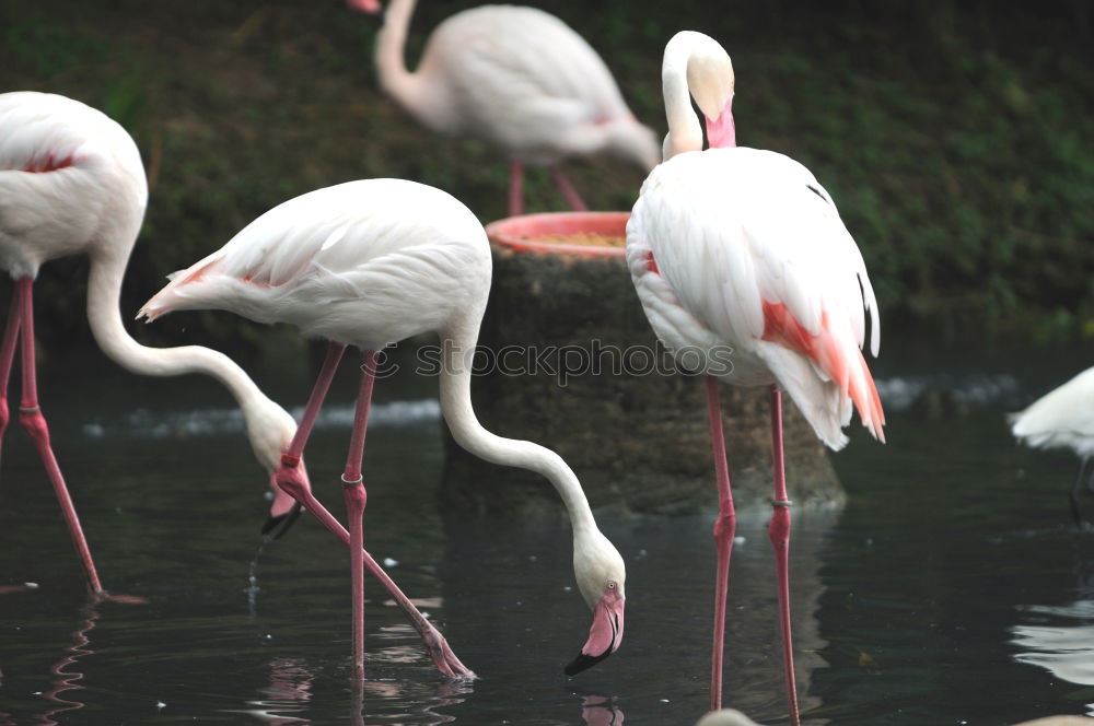 Similar – Flamingo im Zoo Flugtier