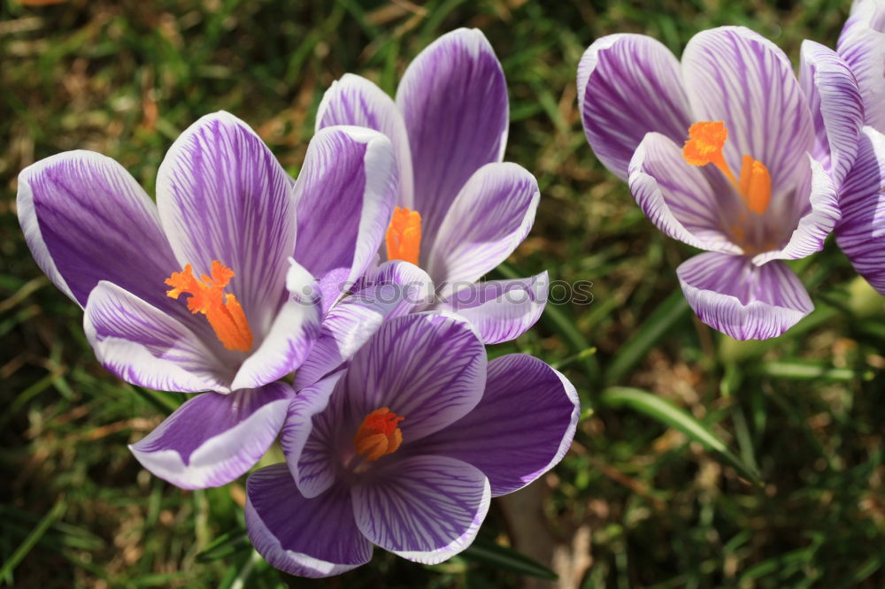 Similar – Krokus Krokusse Blume