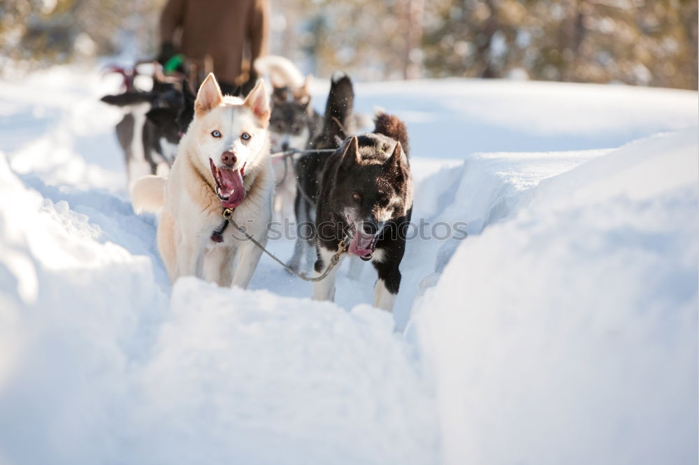 Similar – huskies Husky Dog