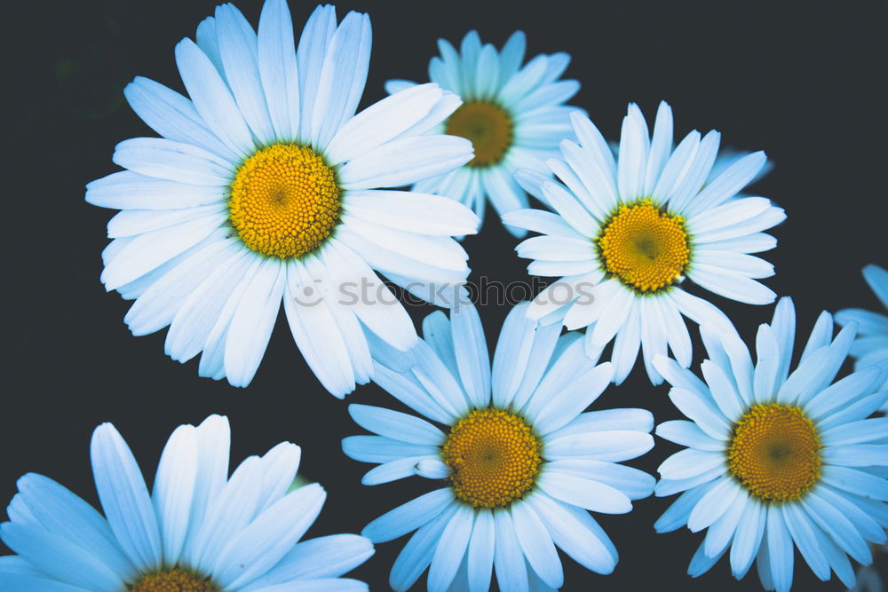 Similar – Image, Stock Photo Zipper Daisy Flower