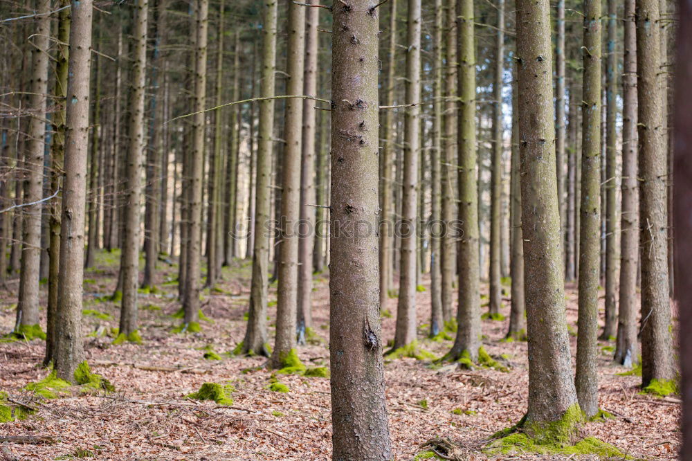 Similar – Foto Bild Kiefernwald Natur Pflanze