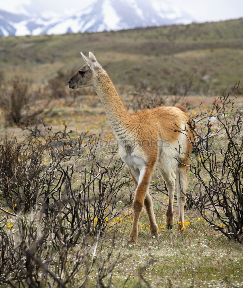 Similar – Huancayo Mountain Nature