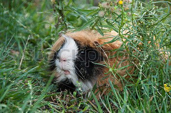 Similar – Image, Stock Photo AB grasses … Easter