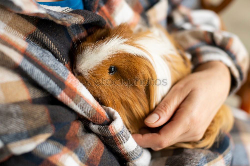 Similar – Girl cuddles with rabbit