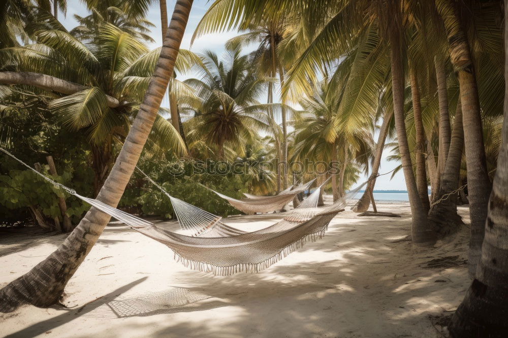 Similar – Maldives island luxury resort palm tree with hanging hammock