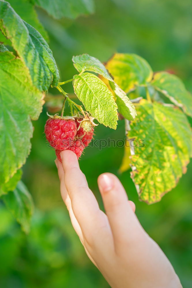 Similar – blackberry harvest Fruit