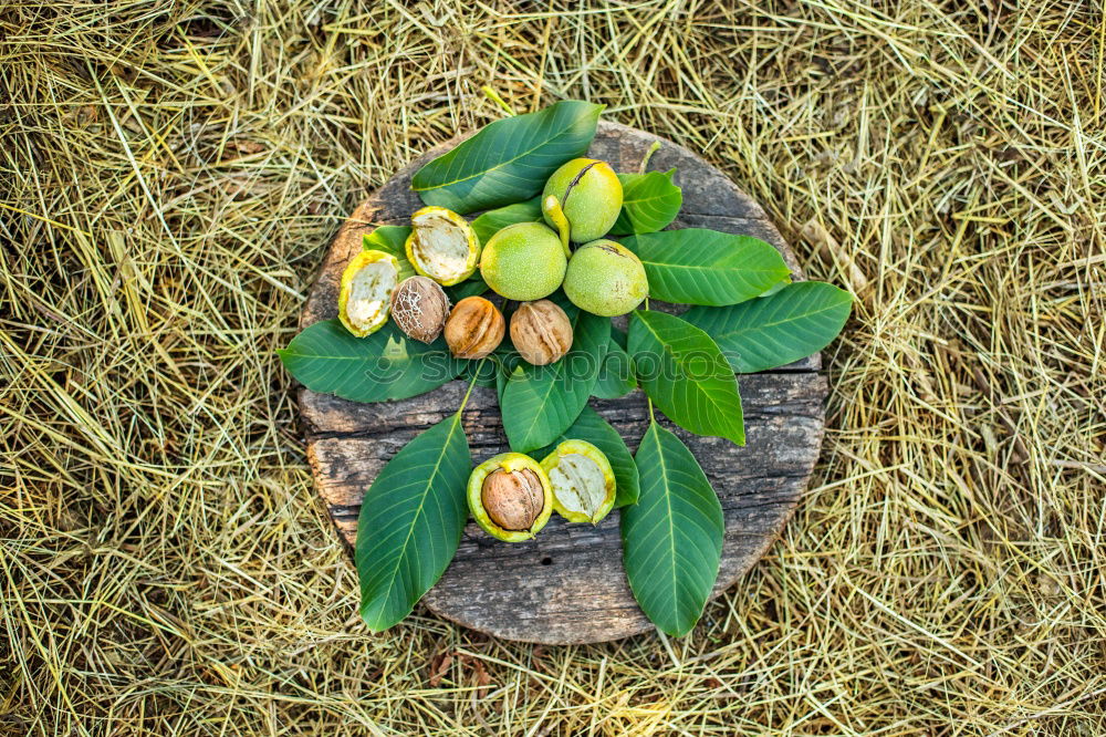 Similar – Image, Stock Photo Pretty fallen fruit on a meadow